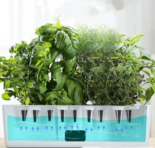 Diy hydroponic garden with plants in a white container on a white background